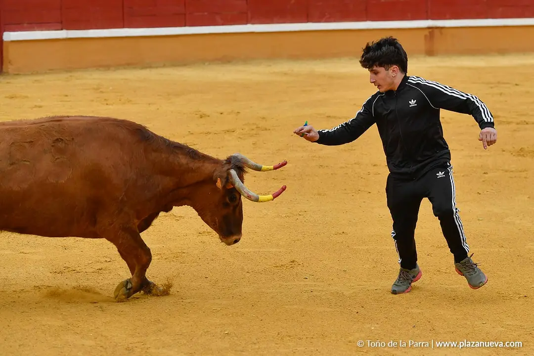 Suelta de vaquillas en Tudela d&iacute;a 28 2025 14