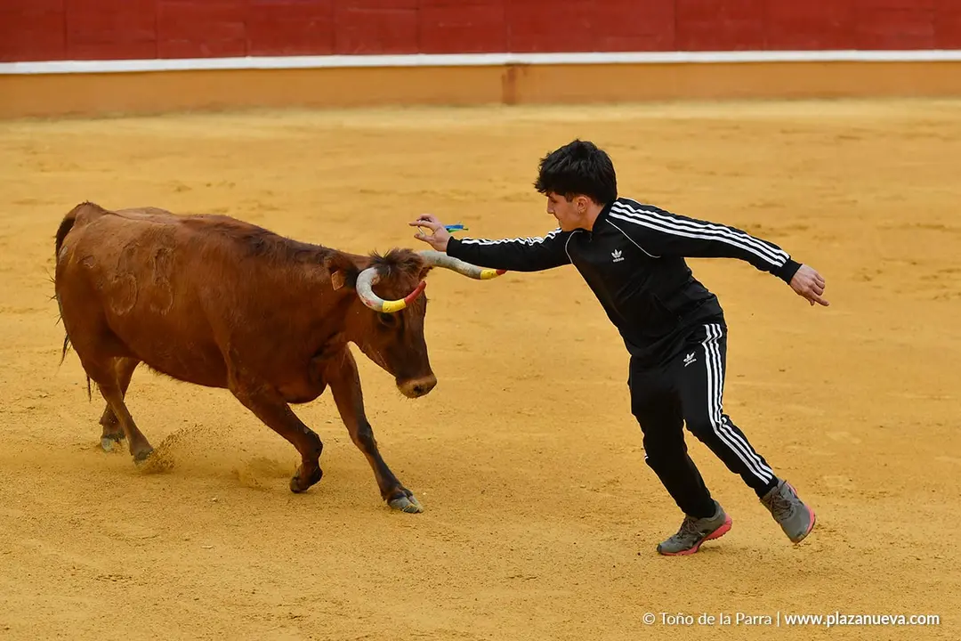 Suelta de vaquillas en Tudela d&iacute;a 28 2025 15