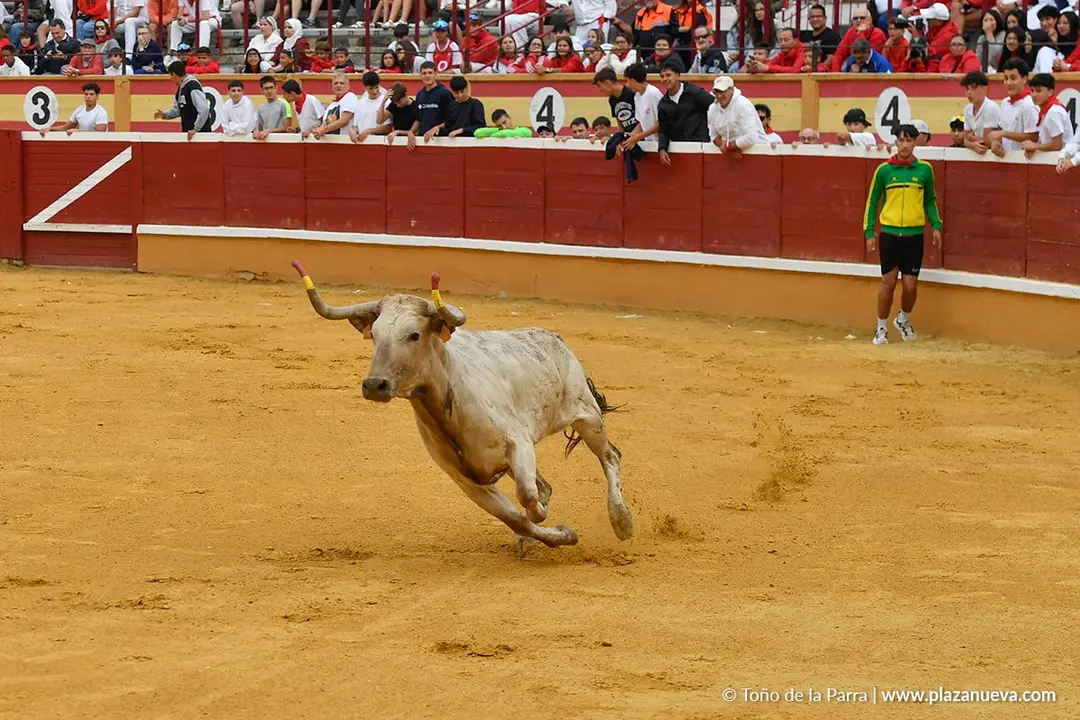 Suelta de vaquillas en Tudela d&iacute;a 28 2025 18
