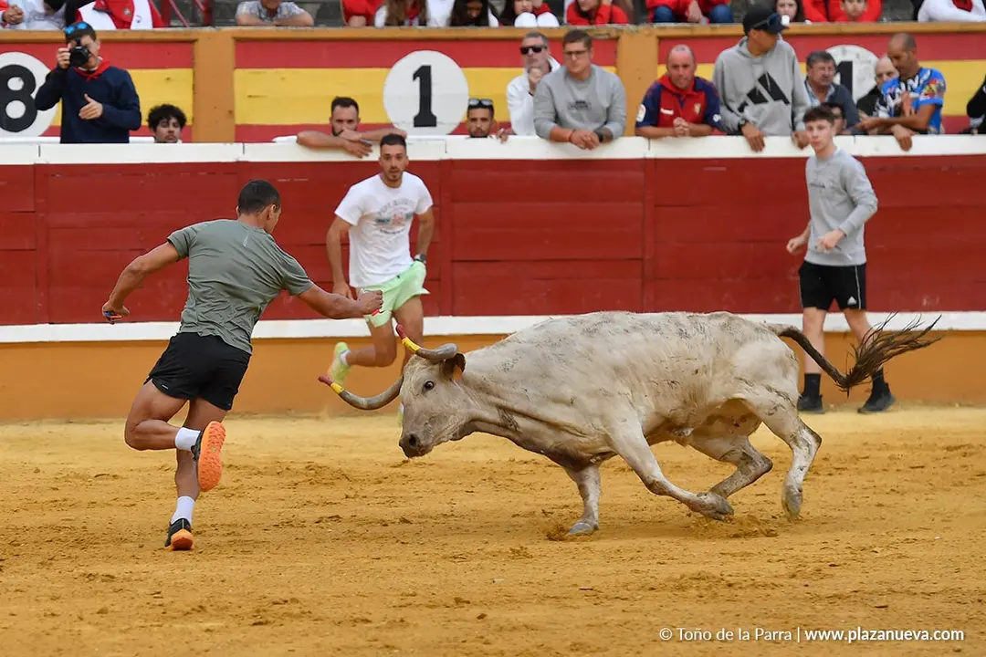 Suelta de vaquillas en Tudela d&iacute;a 28 2025 20