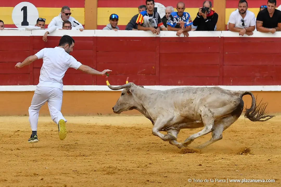 Suelta de vaquillas en Tudela d&iacute;a 28 2025 26