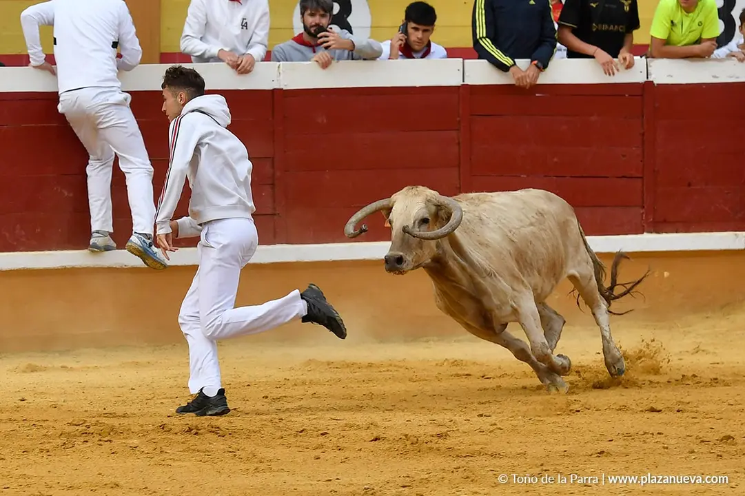Suelta de vaquillas en Tudela d&iacute;a 28 2025 33