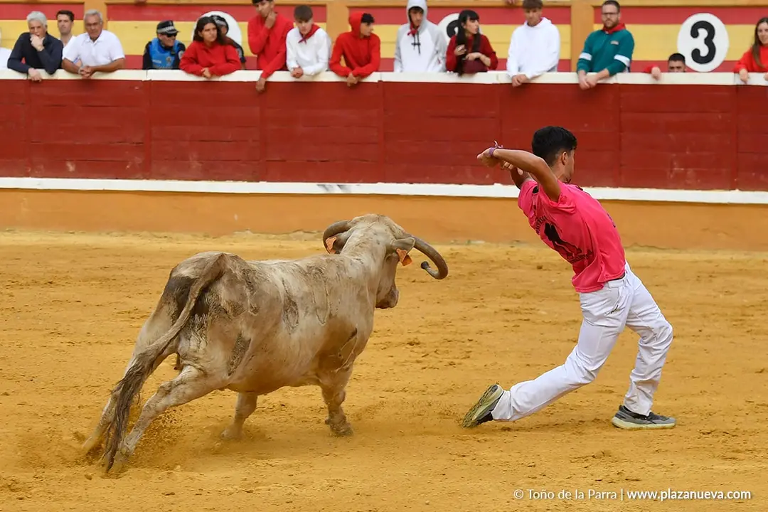 Suelta de vaquillas en Tudela d&iacute;a 28 2025 41