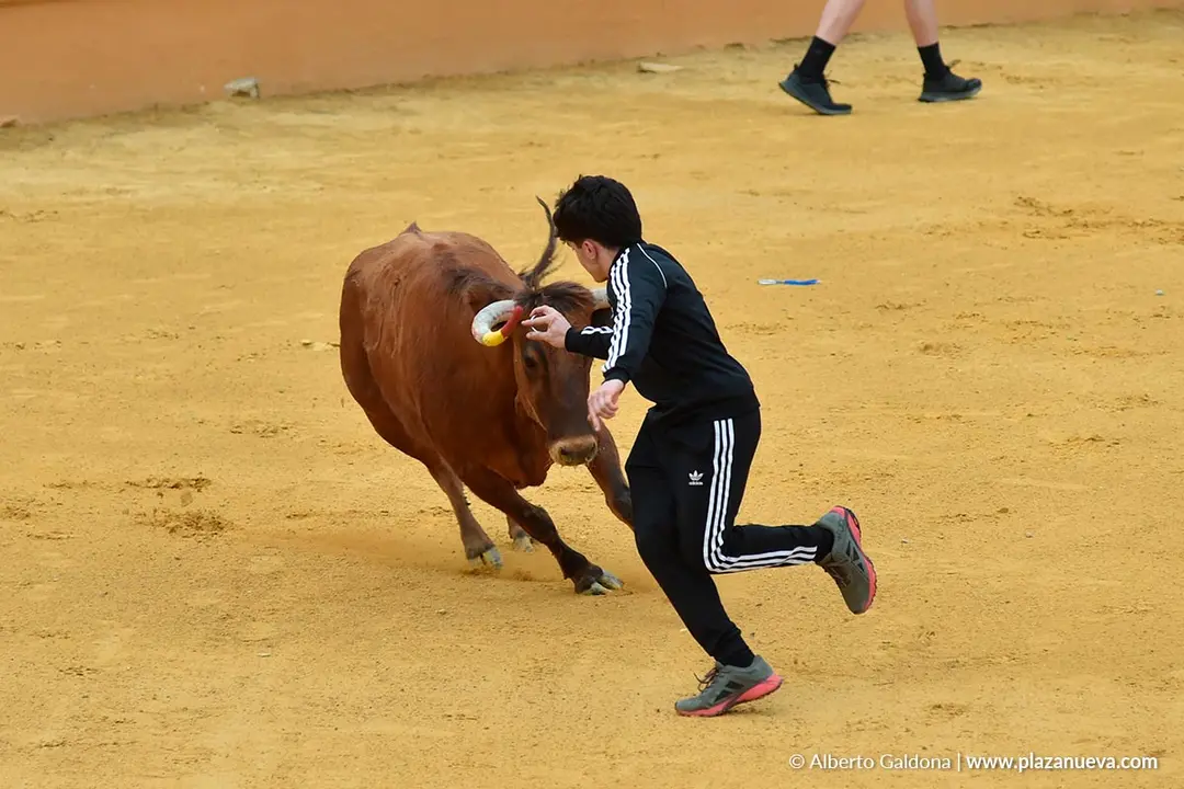 Suelta de vaquillas en Tudela d&iacute;a 28 2025 49