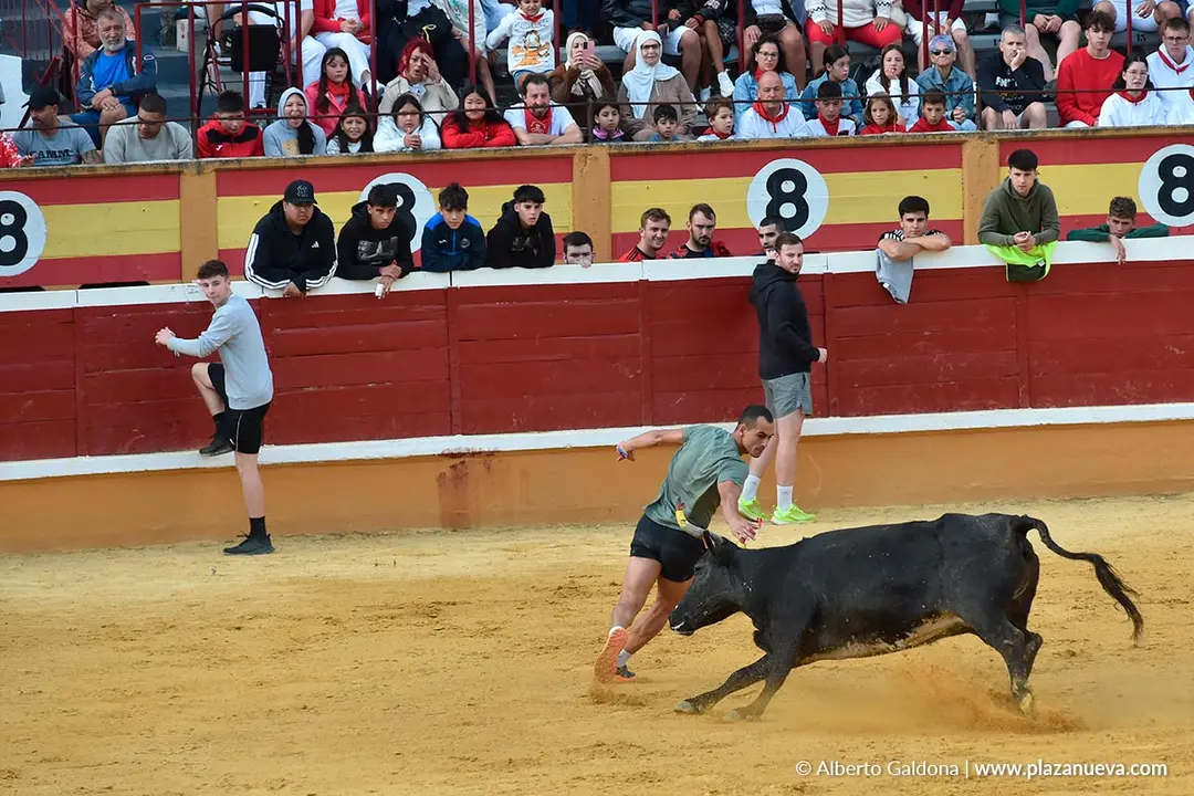 Suelta de vaquillas en Tudela d&iacute;a 28 2025 50