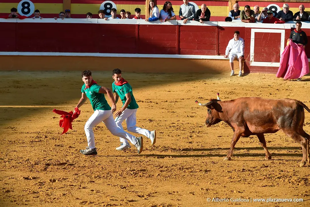 Suelta de vaquillas en Tudela d&iacute;a 29 2025 12