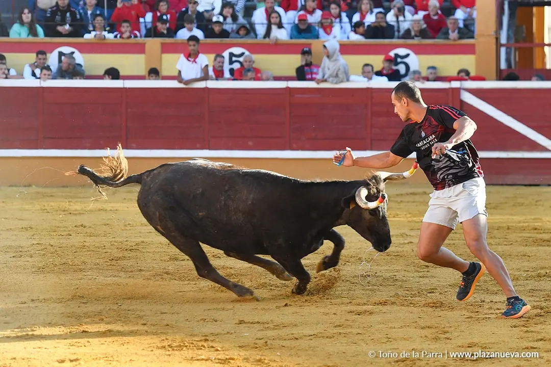 Suelta de vaquillas en Tudela d&iacute;a 29 2025 17