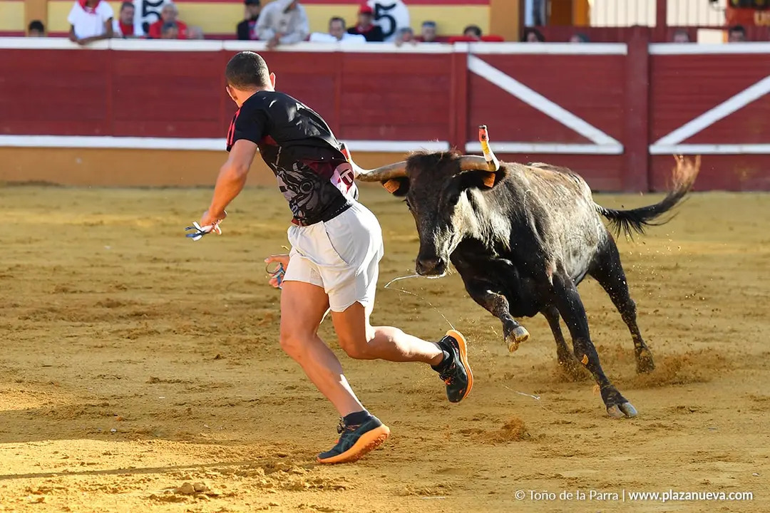 Suelta de vaquillas en Tudela d&iacute;a 29 2025 18