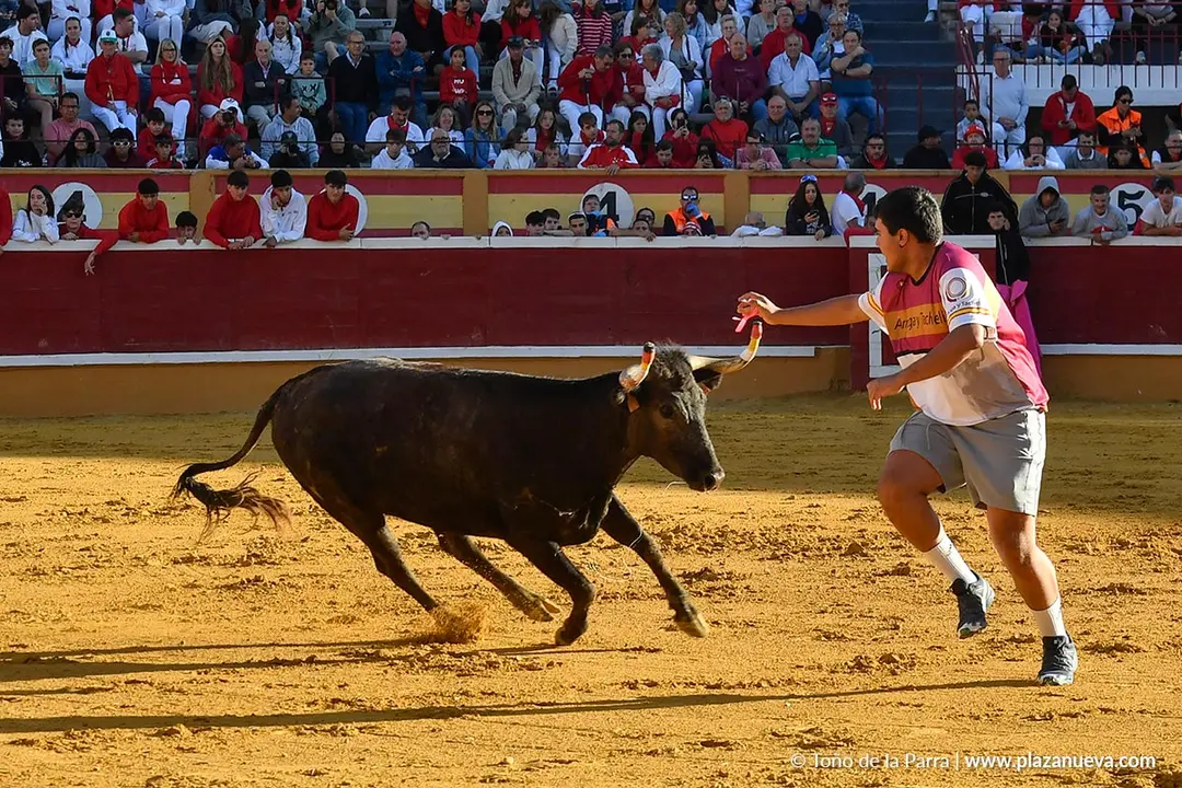 Suelta de vaquillas en Tudela d&iacute;a 29 2025 24