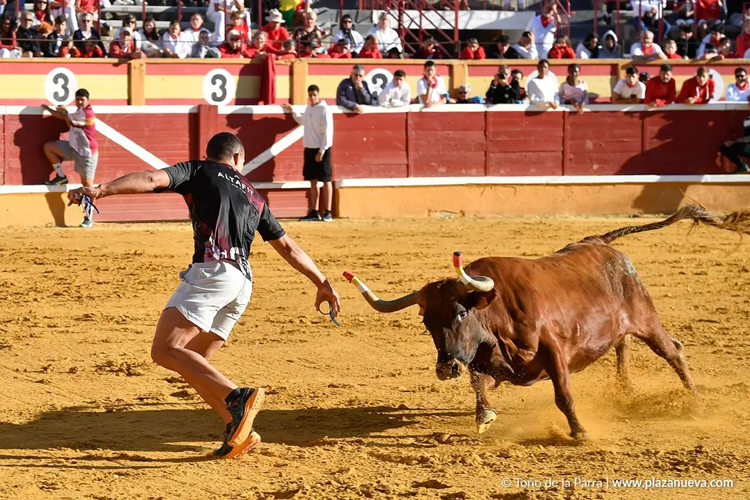 Suelta de vaquillas en Tudela d&iacute;a 29 2025 31
