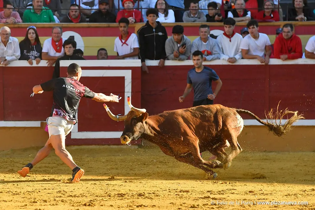 Suelta de vaquillas en Tudela d&iacute;a 29 2025 32