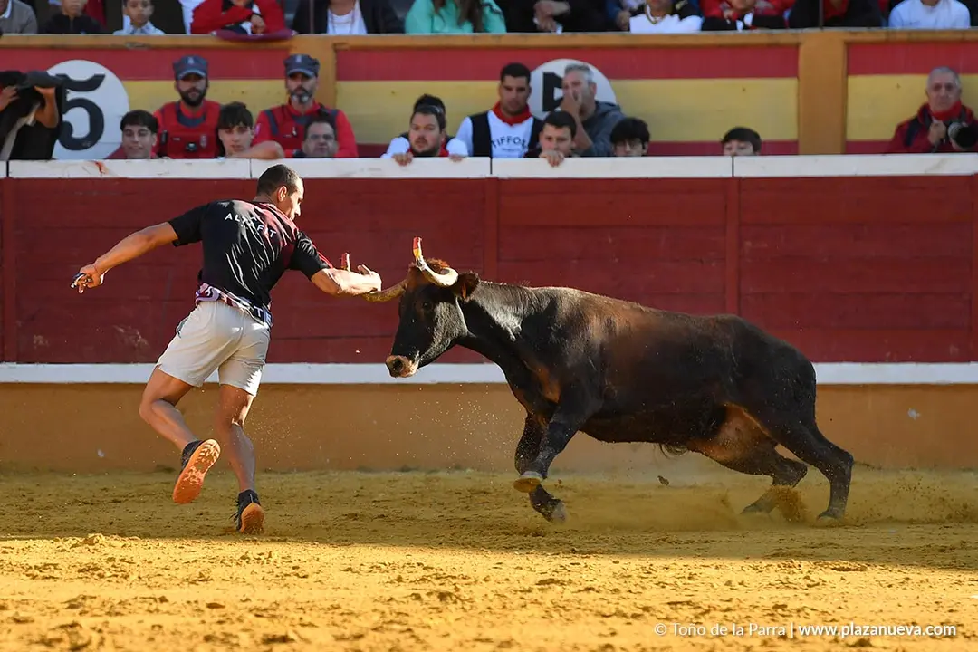 Suelta de vaquillas en Tudela d&iacute;a 29 2025 33