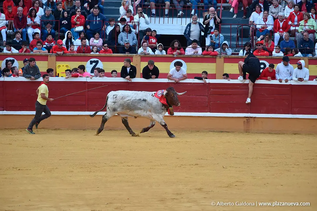 Suelta de vaquillas en Tudela d&iacute;a 30 2025 2