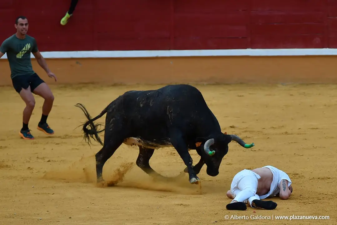 Suelta de vaquillas en Tudela d&iacute;a 30 2025 10