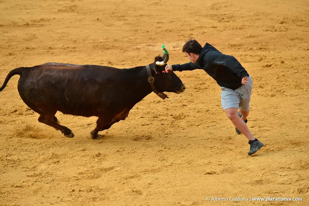 Suelta de vaquillas en Tudela d&iacute;a 30 2025 19