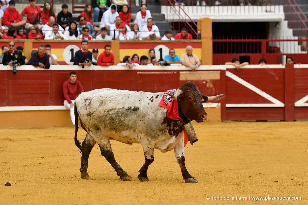 Suelta de vaquillas en Tudela d&iacute;a 30 2025 26