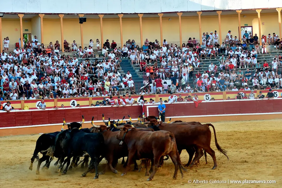 Vaquillas populares por la tarde en Tudela d&iacute;a 30 2025 17
