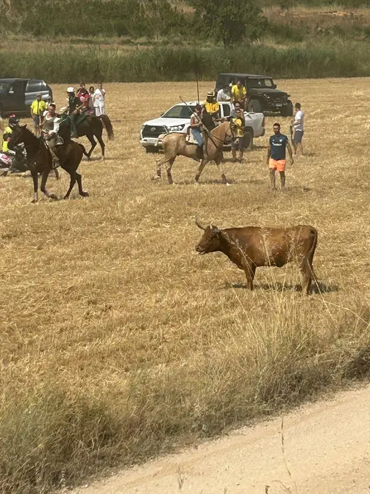 Fiestas de Valverde 2025 Saca 2
