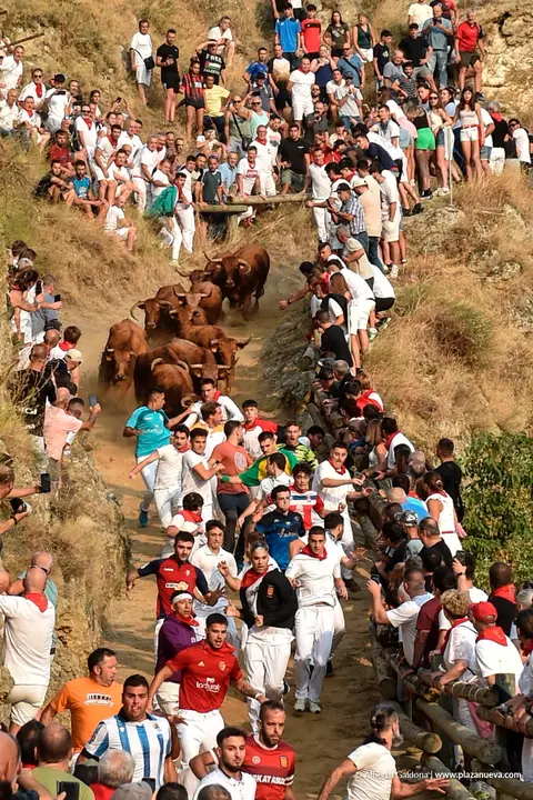 Fiestas de Falces 2025 Encierro del Pil&oacute;n d&iacute;a 17 2