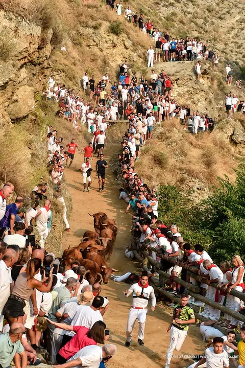 Fiestas de Falces 2025 Encierro del Pil&oacute;n d&iacute;a 17 3
