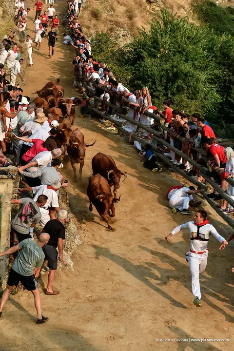 Fiestas de Falces 2025 Encierro del Pil&oacute;n d&iacute;a 17 4