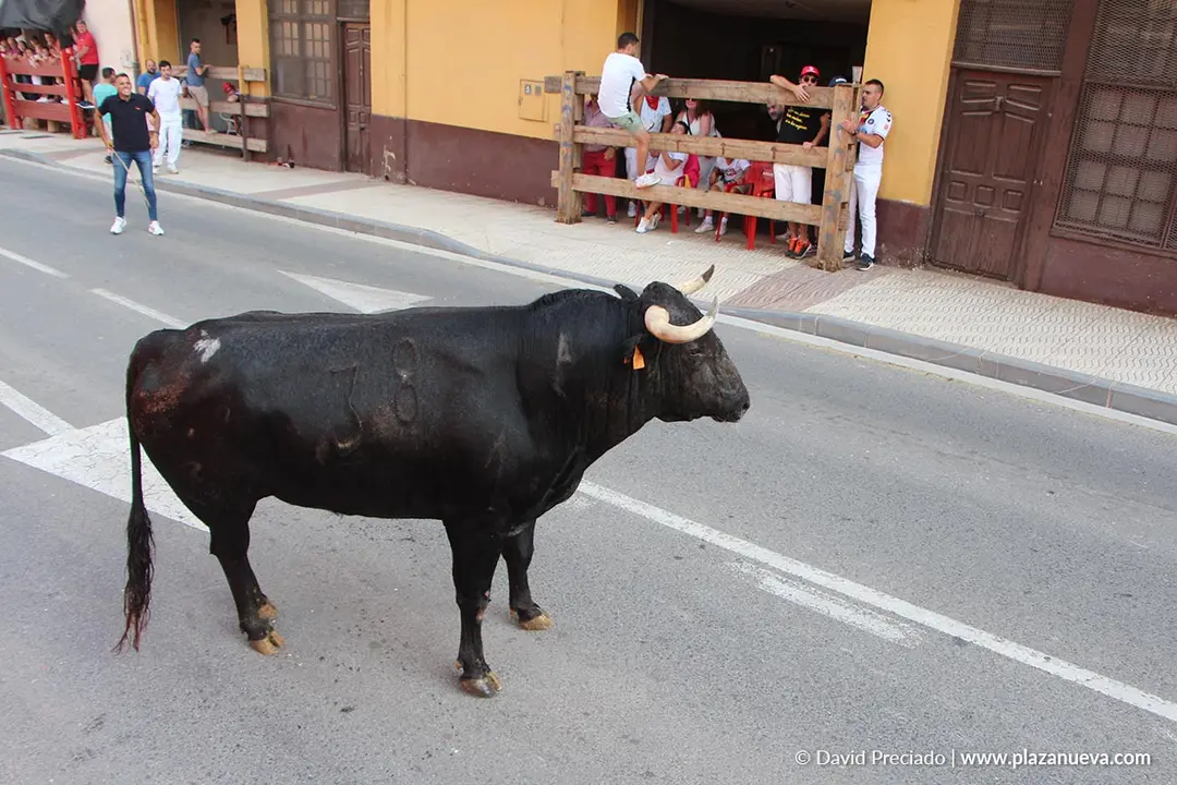 Fiestas de Alfaro 2025 Encierro d&iacute;a 15 7