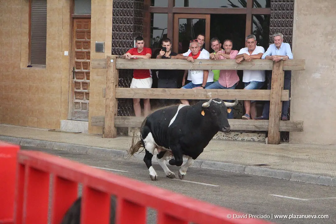 Fiestas de Alfaro 2025 Desencajonamiento de toros 2