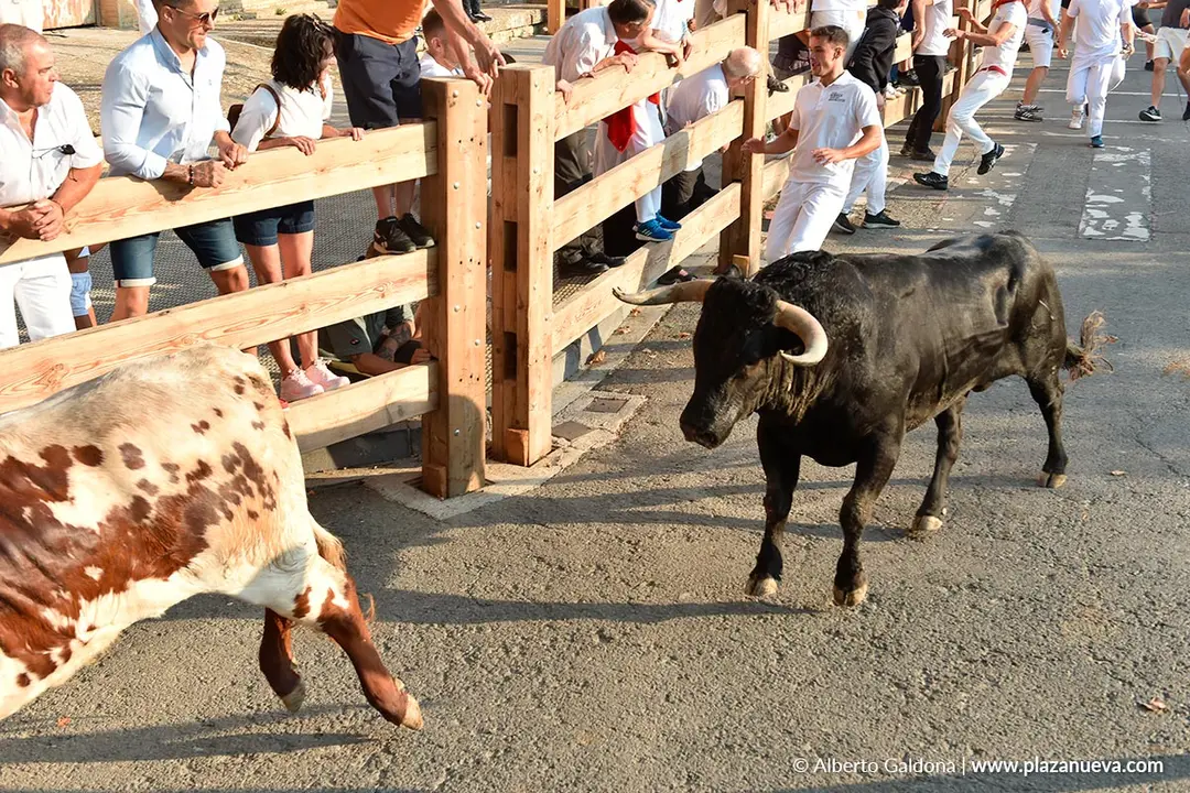 Fiestas de Tafalla 2025 Encierro d&iacute;a 15 3