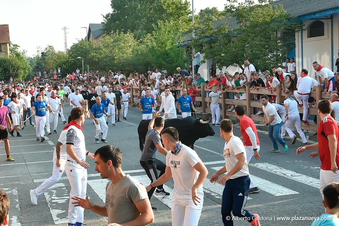Fiestas de Tafalla 2025 Encierro d&iacute;a 15 8