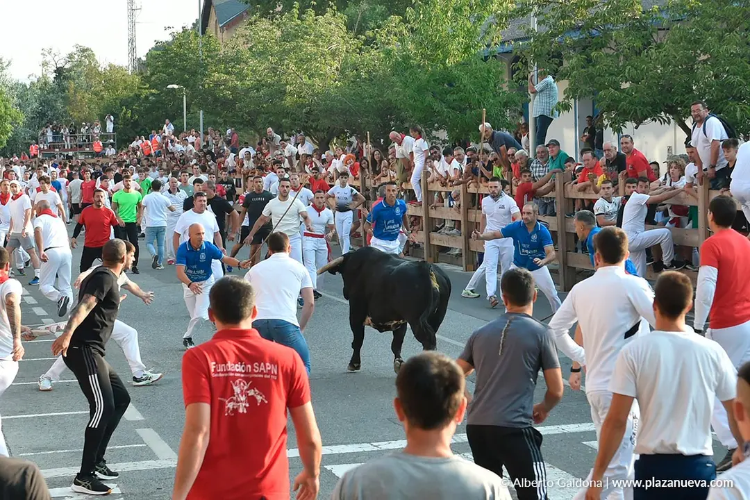 Fiestas de Tafalla 2025 Encierro d&iacute;a 15 10