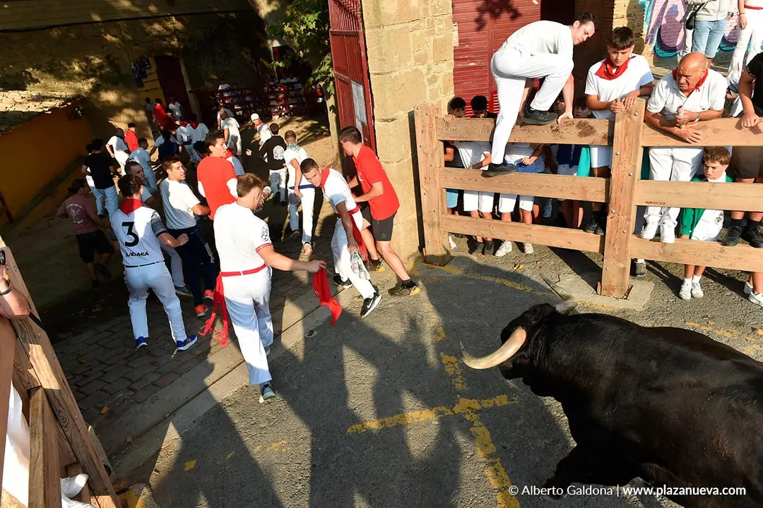 Fiestas de Tafalla 2025 Encierro d&iacute;a 15 15