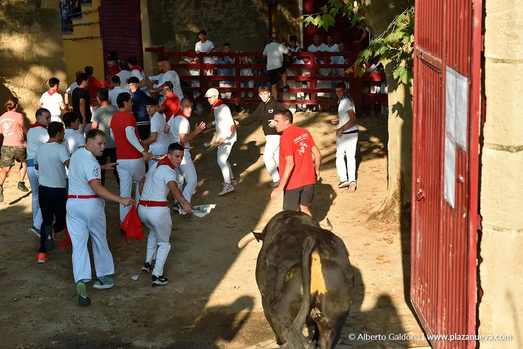 Fiestas de Tafalla 2025 Encierro d&iacute;a 15 17