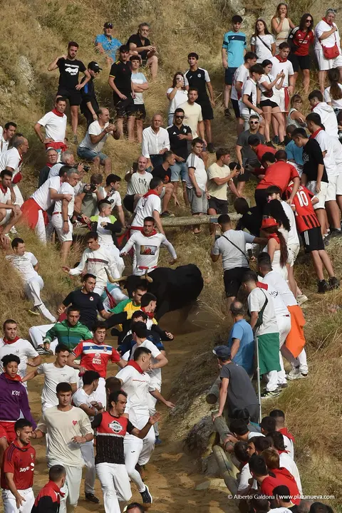 Fiestas de Falces 2025 Encierro del Pil&oacute;n d&iacute;a 18 1