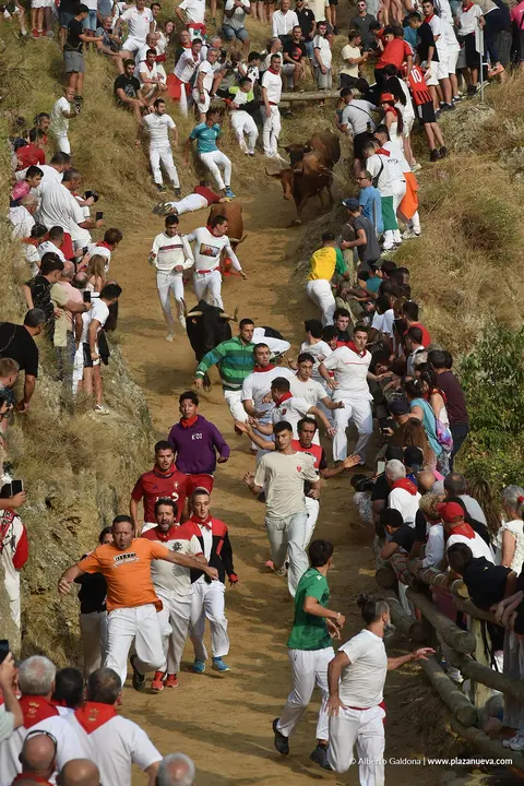 Fiestas de Falces 2025 Encierro del Pil&oacute;n d&iacute;a 18 3