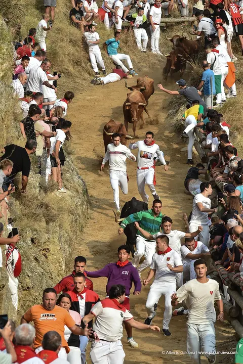 Fiestas de Falces 2025 Encierro del Pil&oacute;n d&iacute;a 18 4