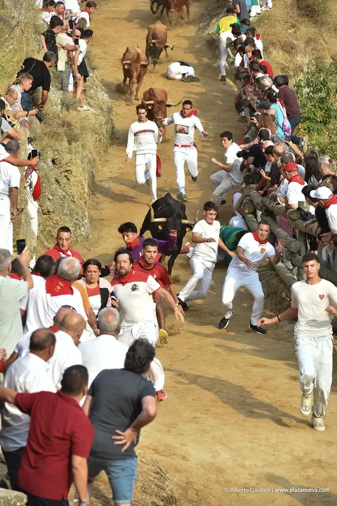 Fiestas de Falces 2025 Encierro del Pil&oacute;n d&iacute;a 18 5