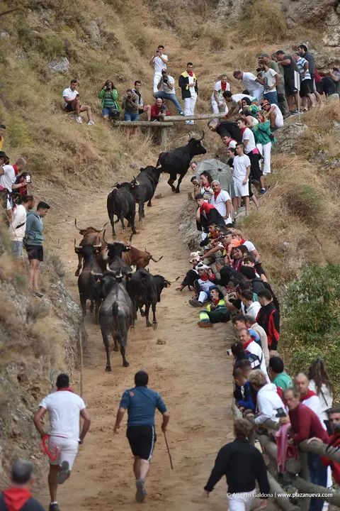 Fiestas de Falces 2025 Encierro del Pil&oacute;n d&iacute;a 19 1