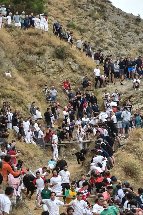 Fiestas de Falces 2025 Encierro del Pil&oacute;n d&iacute;a 19 4