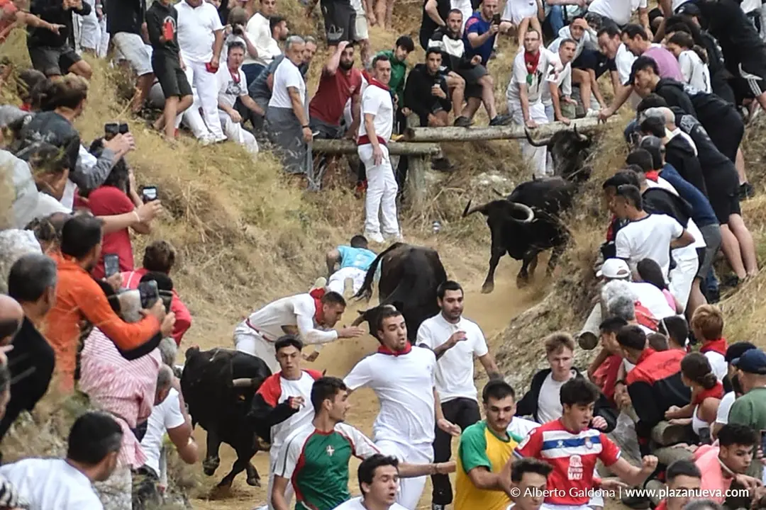 Fiestas de Falces 2025 Encierro del Pil&oacute;n d&iacute;a 19 5
