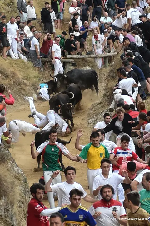 Fiestas de Falces 2025 Encierro del Pil&oacute;n d&iacute;a 19 6