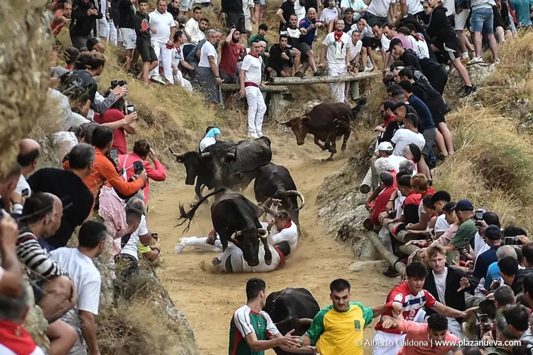 Fiestas de Falces 2025 Encierro del Pil&oacute;n d&iacute;a 19 8