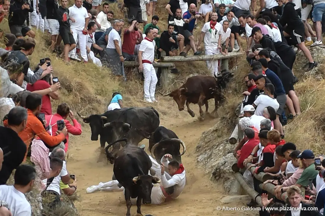 Fiestas de Falces 2025 Encierro del Pil&oacute;n d&iacute;a 19 9