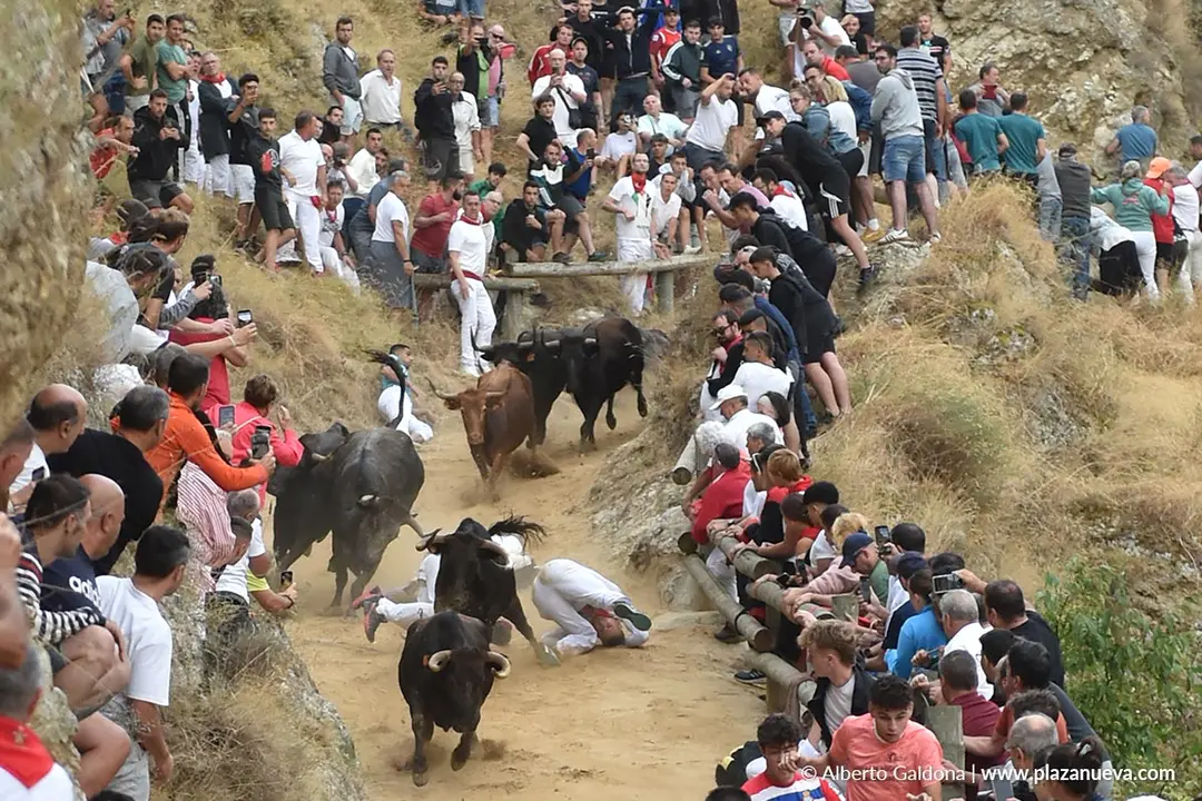 Fiestas de Falces 2025 Encierro del Pil&oacute;n d&iacute;a 19 10