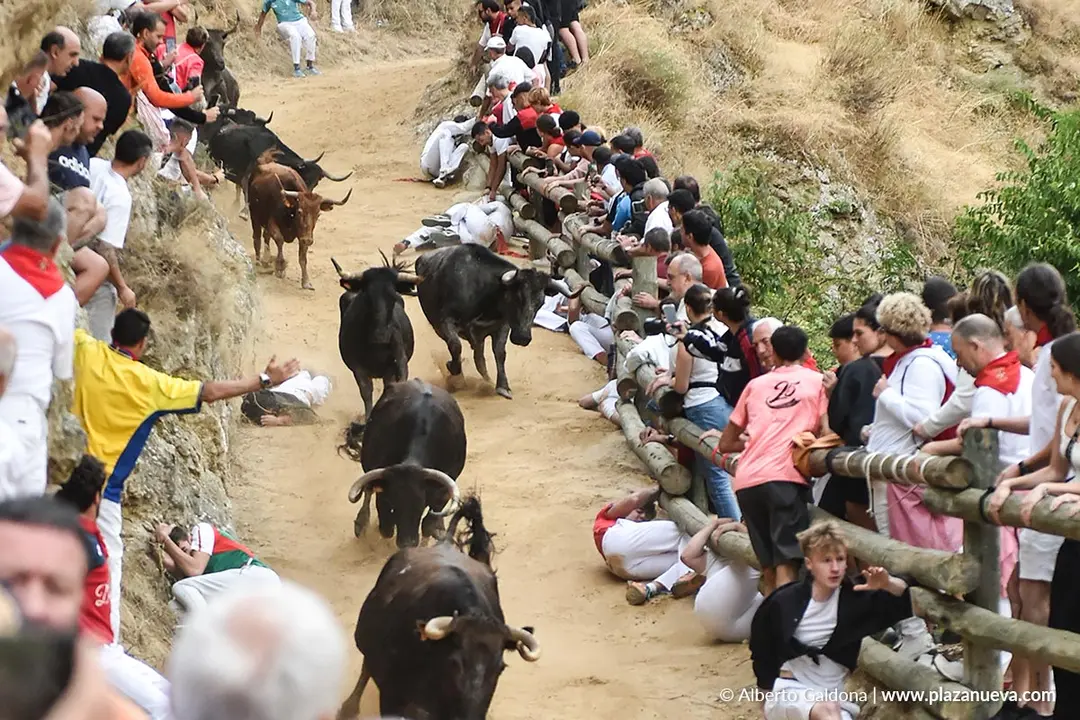 Fiestas de Falces 2025 Encierro del Pil&oacute;n d&iacute;a 19 12