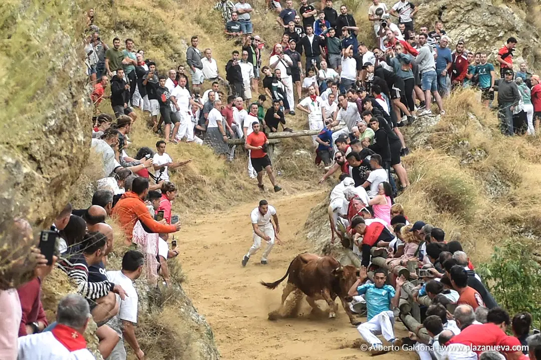 Fiestas de Falces 2025 Encierro del Pil&oacute;n d&iacute;a 19 13