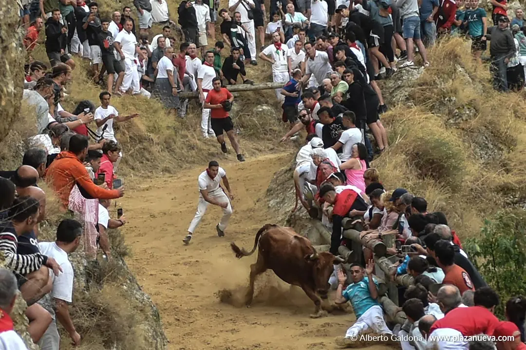 Fiestas de Falces 2025 Encierro del Pil&oacute;n d&iacute;a 19 14