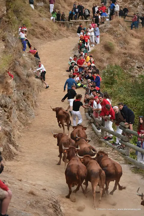 Fiestas de Falces 2025 Encierro del Pil&oacute;n d&iacute;a 20 2