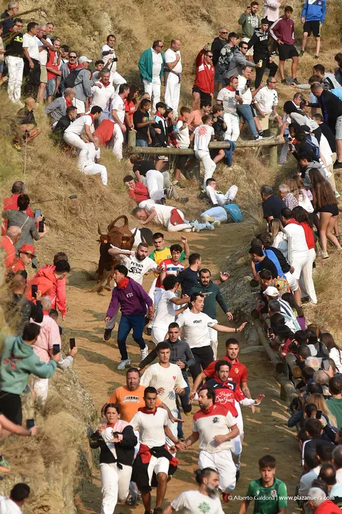 Fiestas de Falces 2025 Encierro del Pil&oacute;n d&iacute;a 20 5