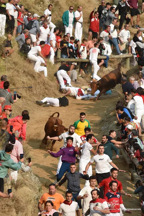 Fiestas de Falces 2025 Encierro del Pil&oacute;n d&iacute;a 20 6