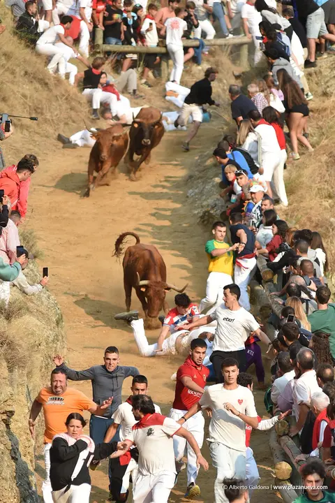 Fiestas de Falces 2025 Encierro del Pil&oacute;n d&iacute;a 20 8